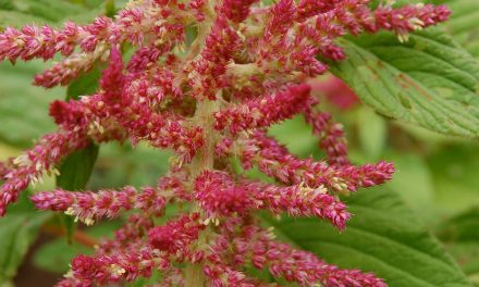 The Ancient Grain: Amaranth