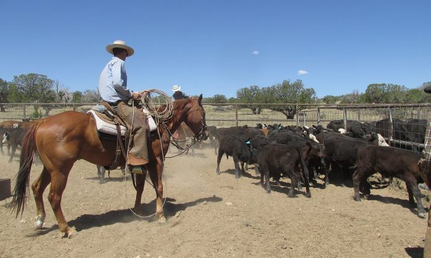 Quivira Coalition’s Twenty Years of Radical Ranching