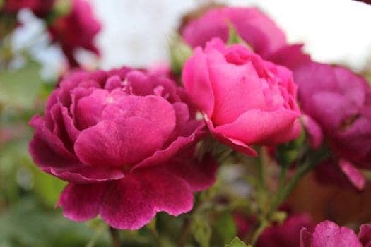 Osuna University Rose Gardening Edible New Mexico