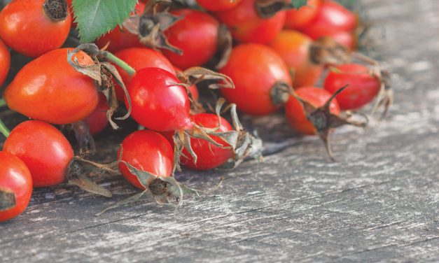 Rose Hip Cordial