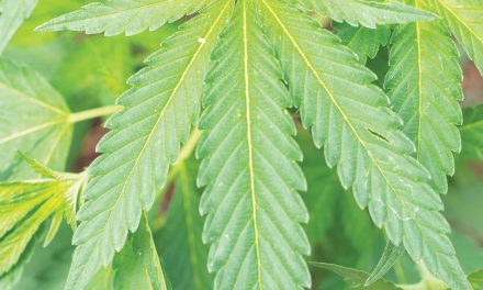 What could Industrial Hemp mean for New Mexico Agriculture?