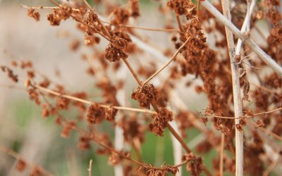 Dock: An Immigration Success Story