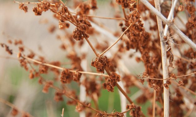 Dock: An Immigration Success Story