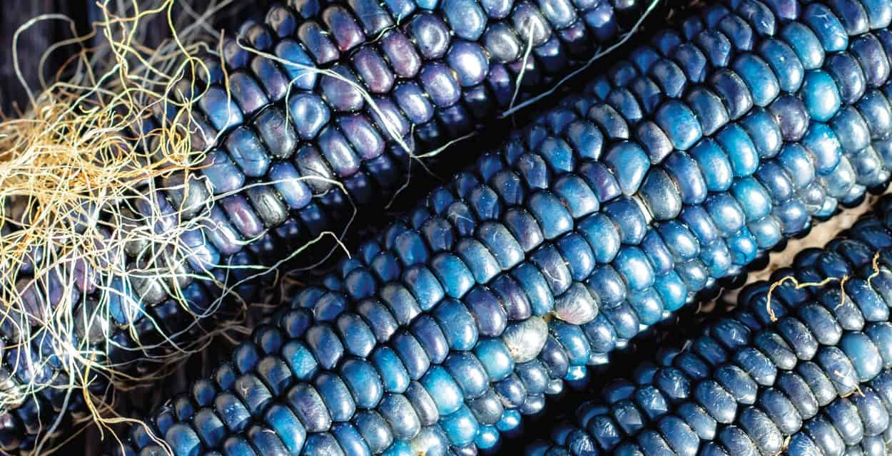 A Future for Blue Corn