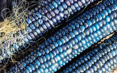 A Future for Blue Corn