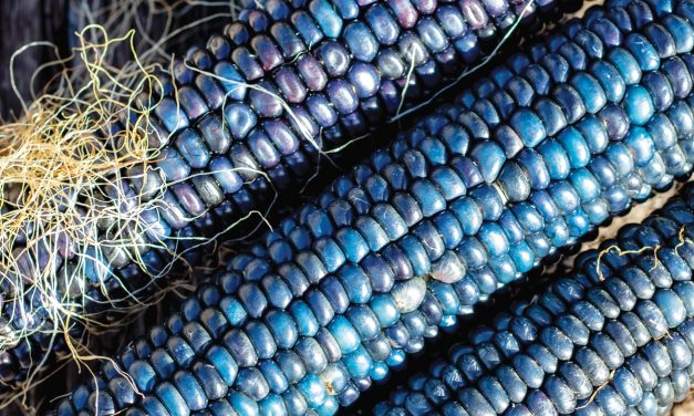 A Future for Blue Corn