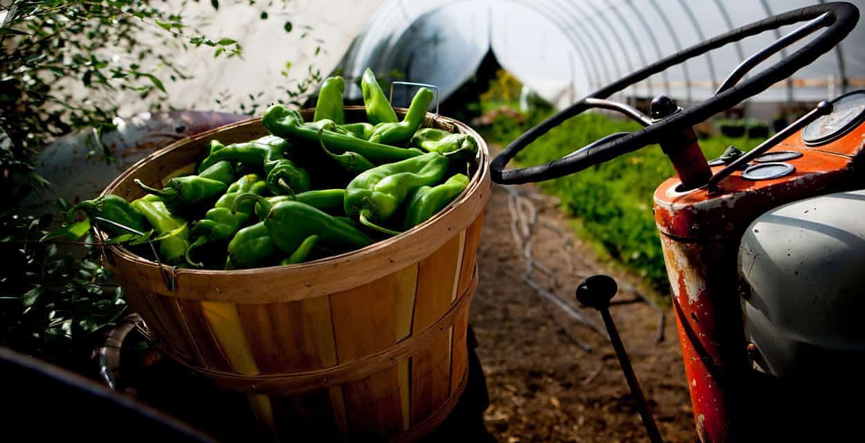 In Good Health with Squash Blossom Local Food