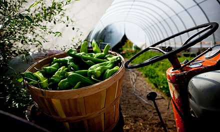 In Good Health with Squash Blossom Local Food