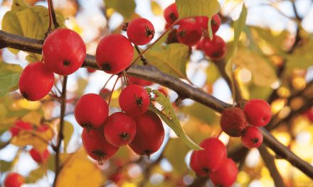 Crazy for Crabapples