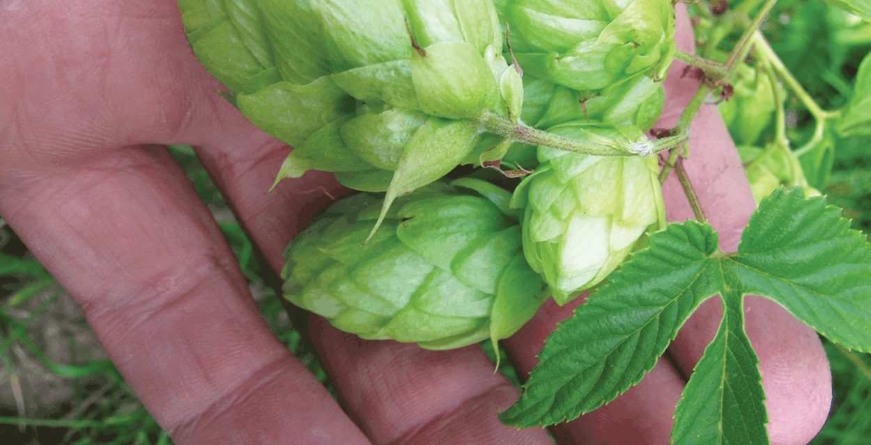 New Mexico’s Native Hops