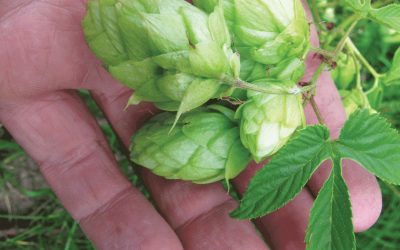 New Mexico’s Native Hops