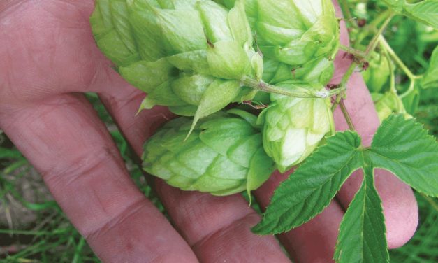 New Mexico’s Native Hops