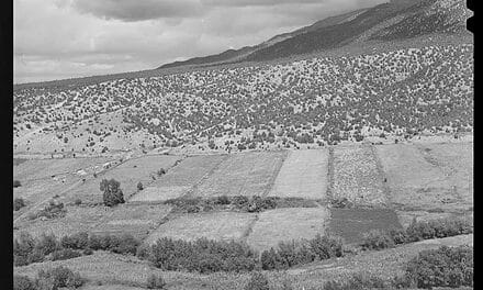 Mercedes agrícolas