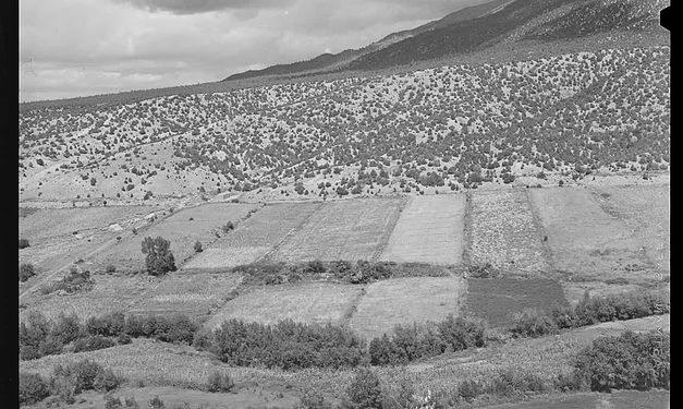 Mercedes agrícolas