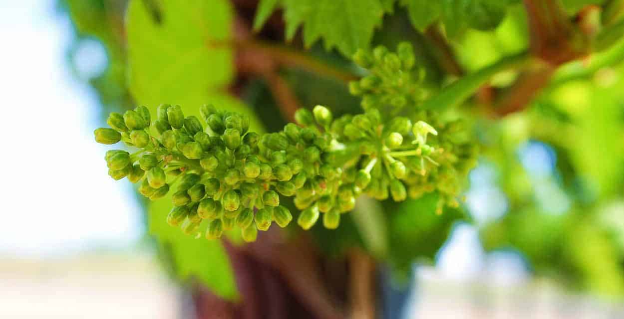 A Plea for Help for New Mexico’s Oldest Industry: Wine