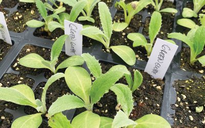 Touch and Grow Seed Starters