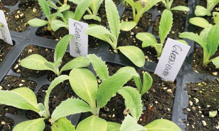 Touch and Grow Seed Starters