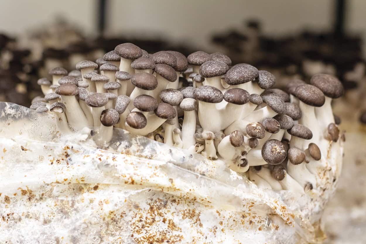 Shitake Mushrooms — Taylor Hood Farms