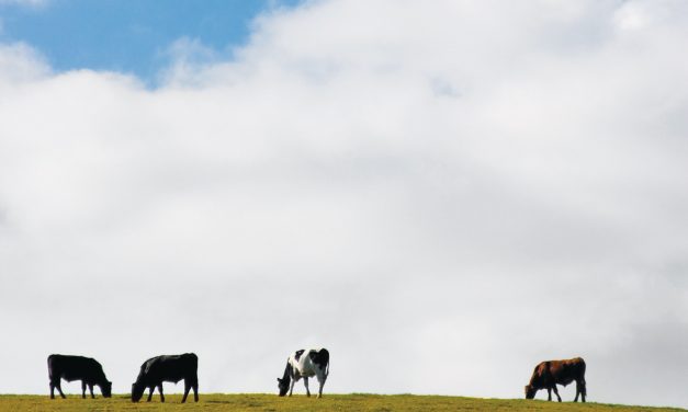 The World’s Stratospheric Food Problem