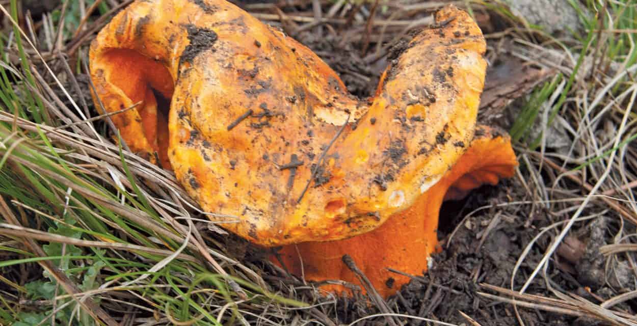 Autumn Mushrooms in the Mountains