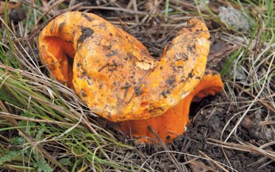 Autumn Mushrooms in the Mountains