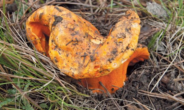 Autumn Mushrooms in the Mountains