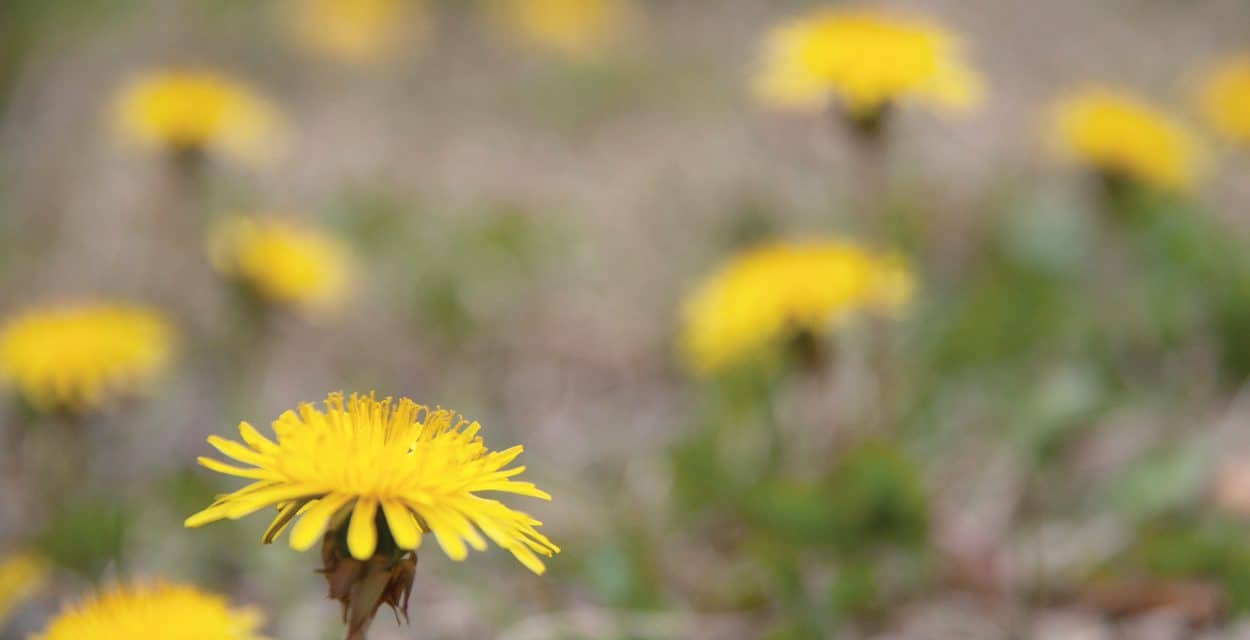 Don’t Diss the Dandelion