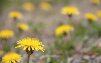 Don’t Diss the Dandelion