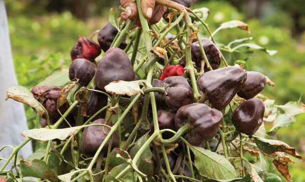 Cooking with Chiles,  from Cuicatlán to Chimayó