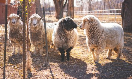 Sacred Sheep