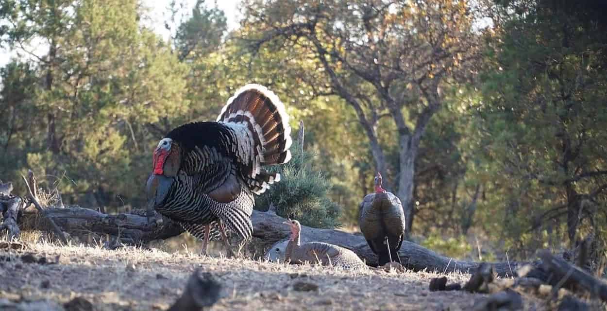 On the Road  to Recovery: Gould’s Turkey