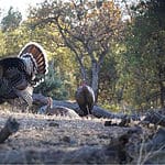 On the Road  to Recovery: Gould’s Turkey