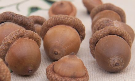 Foraging: Acorn Abundance