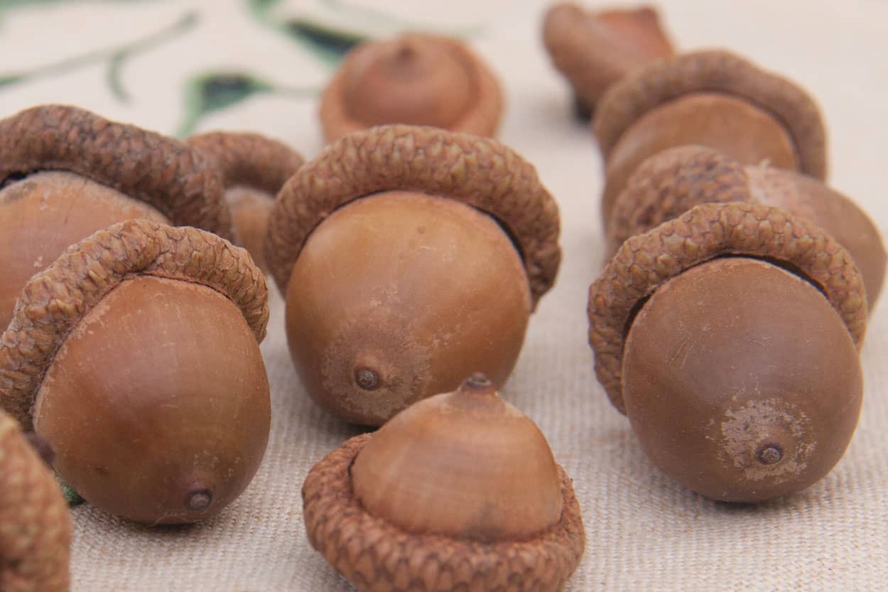 Why Acorns Attract Rodents To Your Maine Property & Home