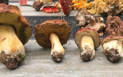 Drying Wild Mushrooms