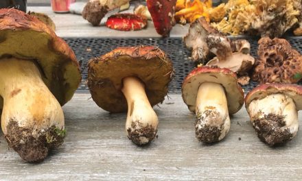 Drying Wild Mushrooms