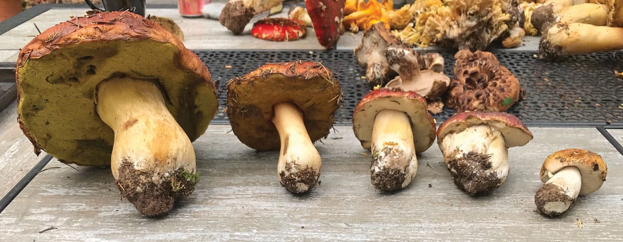 Drying Wild Mushrooms