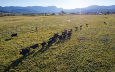 State of the Meat Market