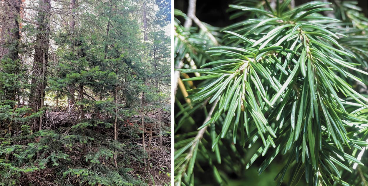 Wild Thing: Pine Needle Tea - Edible Communities