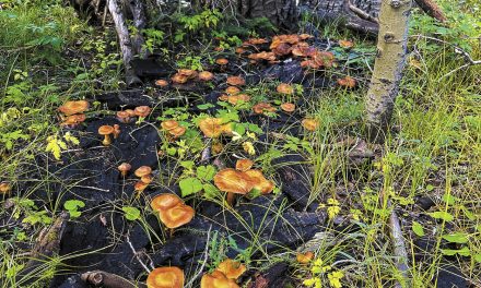 Mad About Mushrooms