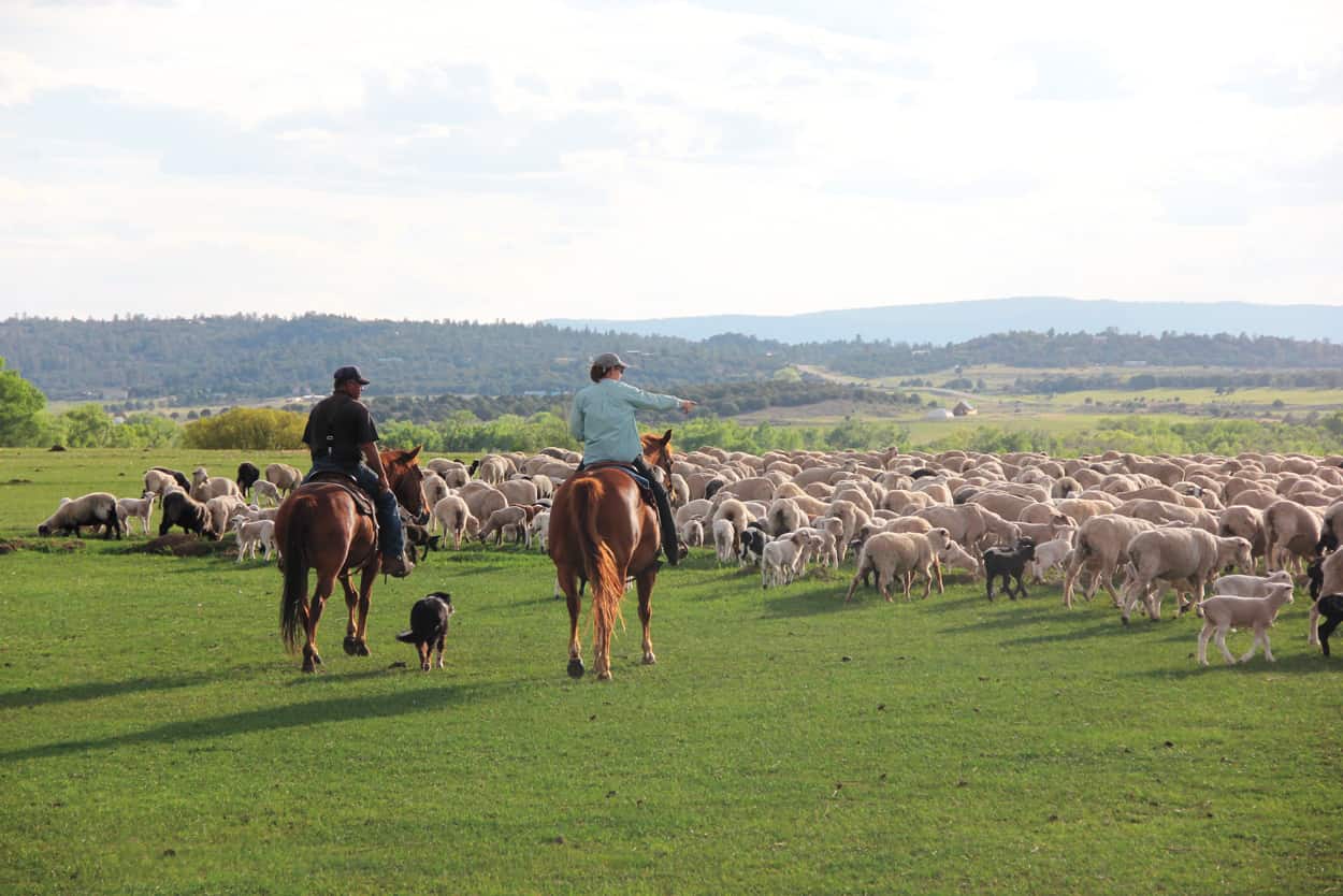 Shepherd’s Lamb