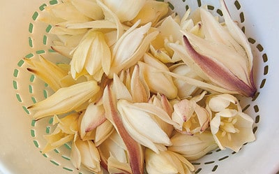 Yucca Blossoms