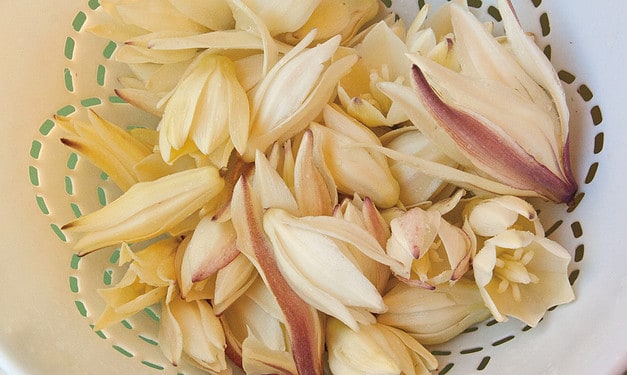 Yucca Blossoms