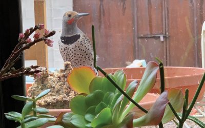 Sharing Space in Your Backyard Habitat