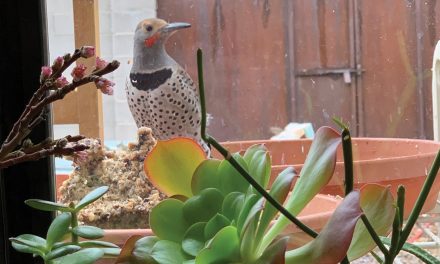 Sharing Space  in Your Backyard Habitat