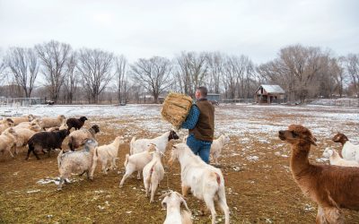 Farming, Nizhoni Style