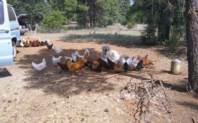 CHICKEN’S CHICKEN, OR IS IT?