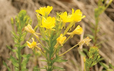 A Wild Dish from Holy Ghost Creek
