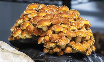 FULL CIRCLE MUSHROOMS