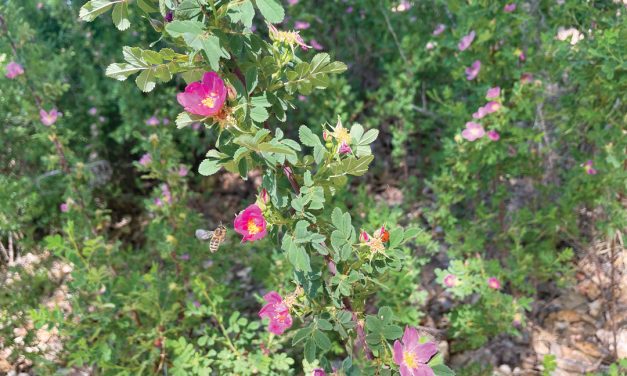 FEASTING ON THE BOSQUE